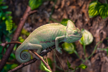 Reptile Room View: Veiled Chameleon as a Pet