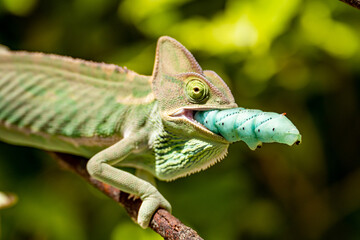 The Veiled Chameleon eats a blue caterpillar 