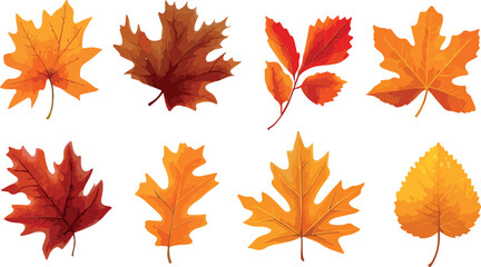 Fototapeta premium A collection of eight vector illustrations of various autumn leaves in different shapes and colors isolated on a white background perfect for seasonal designs and