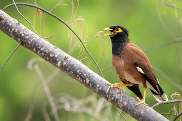 Fototapeta premium Common Myna - Acridotheres tristis, common perching bird from Asian gardens and woodlands, Vietnam.