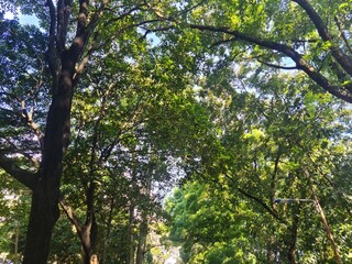 Lush green leaves form a dense canopy seen from below, with sunlight filtering through, creating a vibrant and refreshing view of nature's tranquility.
