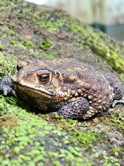 A warty, brown toad sits patiently on a moss-covered rock, its rough skin blending with the natural textures of its environment. 
