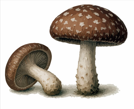 Lentinula edodes