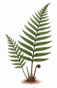 Pteris vittata