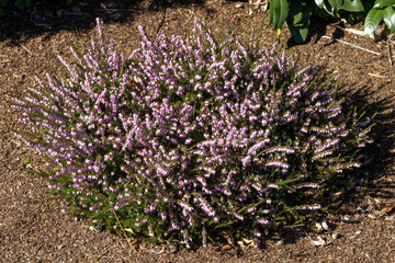 Heidkraut (Erica), rundes Beet, Pinienrinde außen herum