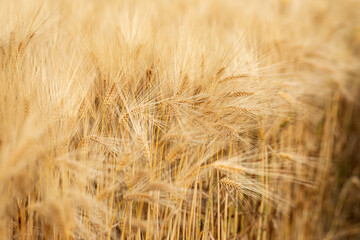 golden wheat field in summer. ears of wheat. background for inscriptions. barley