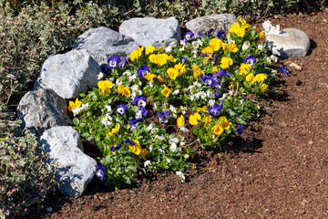 Kleines Blumenbeet mit Stefmütterchen (Viola) und Steinumrandung, Pinienrinde außen herum