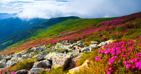 panoramic scene, wonderful blooming season, plantation summer red pink rhododendrons flowers on the...