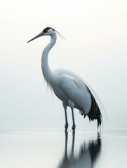 Naklejka premium Serene Bird on Water