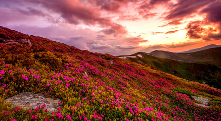 panoramic scene, wonderful blooming season, plantation summer red pink rhododendrons flowers on the...