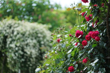 赤いバラが咲く風景