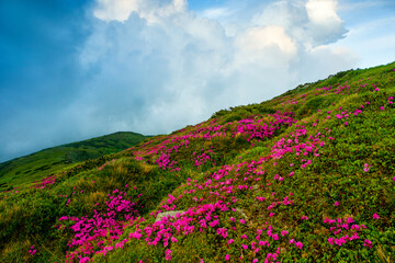 Obraz premium panoramic scene, wonderful blooming season, plantation summer red pink rhododendrons flowers on the hills of Carpathian mountains, Chornohora (Chornogora) range, June, nscarpathian region, Ukraine