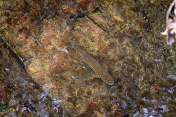 Schwarzwald Bachforelle 