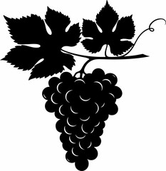 grapes vector illustration