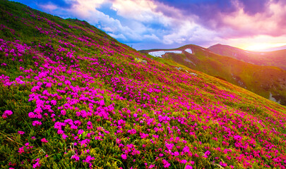 panoramic scene, wonderful blooming season, plantation summer red pink rhododendrons flowers on the hills of Carpathian mountains, Chornohora (Chornogora) range, June, nscarpathian region, Ukraine