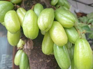 Averrhoa bilimbi fruit on the tree. It is used for both culinary and medicinal purposes. It's a sour fruit used to flavor dishes, particularly in South-East Asian cuisine