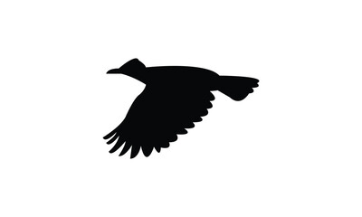 Amazonian umbrellabird bird Silhouette Design  And Vector Illustration. 