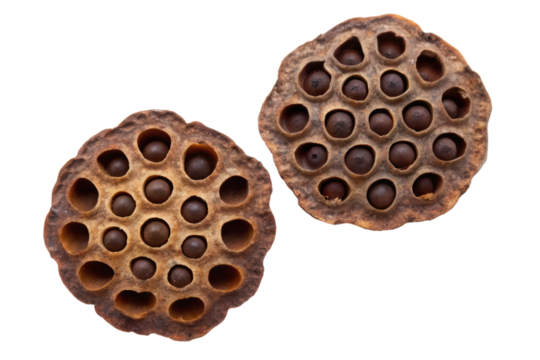Two dried lotus seed pods with visible seeds isolated with transparent background