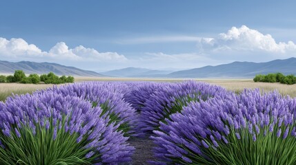 Obraz premium Vibrant lavender fields stretch towards distant mountains under a clear blue sky.