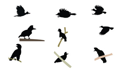 Amazonian umbrellabird bird Silhouette Design  And Vector Illustration. 
