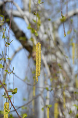 Common birch branches with new leaves and flowers - Latin name - Betula pendula