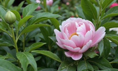 Peony (Paeonia spp.) A favorite flowering plant with large, fragrant blooms in shades of pink, red, and white. Peonies are