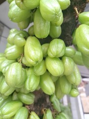Bilimbi fruit on the tree. Bilimbi produces small, oblong, green to yellowish-green fruits that are intensely sour and acidic. The fruits are typically 4 to 10 centimeters long and 1 to 2 centimeters