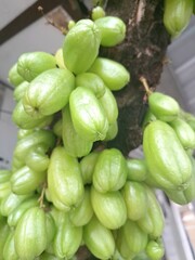 Bilimbi fruit on the tree. Bilimbi produces small, oblong, green to yellowish-green fruits that are intensely sour and acidic. The fruits are typically 4 to 10 centimeters long and 1 to 2 centimeters