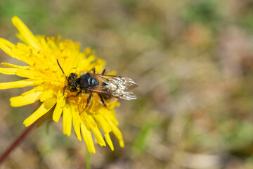 Close-up of a bee covered in pollen collecting nectar from a bright yellow dandelion flower on a sunny day.