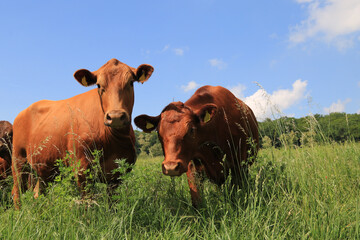 rote Angusrinder auf der Weide