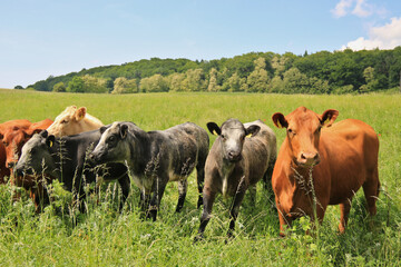 Rinderherde in Nahaufnahme auf der Weide