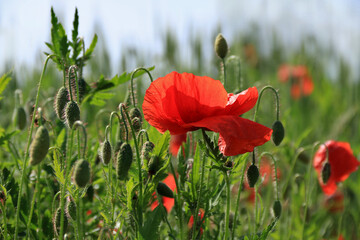 eine rote Mohnblüte inmitten vieler Knospen