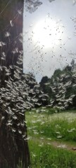 Dandelion lawn in rainy weather