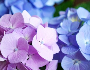 きれいな紫陽花