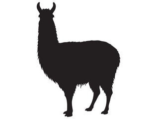 Fototapeta premium SYLWETKA LAMA 