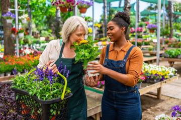 Gardener showing flower to customer in plant nursery greenhouse
