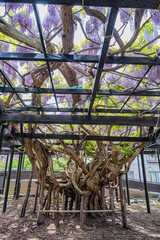 北海道　札幌　藤棚