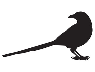 MAGPIE SILHOUETTE