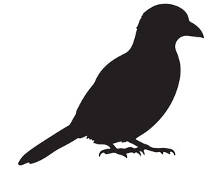 MAGPIE SILHOUETTE