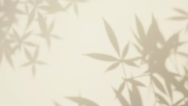 Aesthetic cannabis leaf shadow overlay moving on beige wall in sunlight. 4K  video for wellness, CBD product mockup, or minimalist nature background.