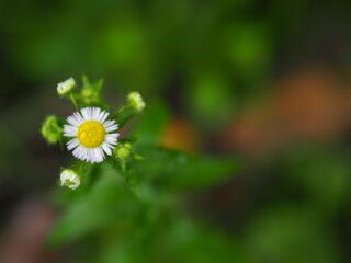 白い花と雨の雫