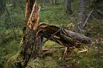 Damaged tree trunk in ancient forest. Evo, Finland.