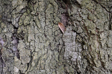 Close-up texture of rough tree bark with natural cracks and detail