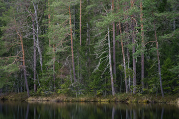 Obraz premium Conifer trees next to calm lake in Evo Finland