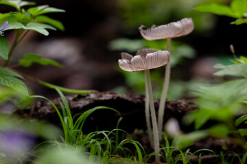 Two small mushrooms growing from a green forest floor, surrounded by grass and wildflowers. Close-up image of fragile life in nature