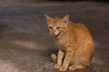 A ginger tabby cat sitting on a concrete floor with its mouth open, meowing. Left copy space for text