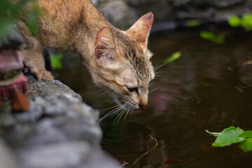 A domestic tabby cat leaning over to drink water from a small garden pond. Close-up shot capturing a natural, authentic animal moment