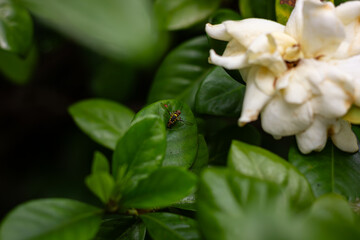 A small insect (wasp/fly) resting on a glossy green leaf, next to a white gardenia flower in a...