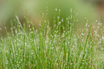 Morning dew on fresh green grass in close up