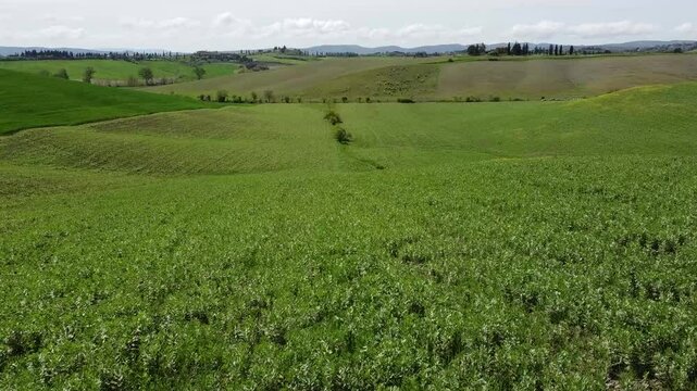 Colline toscane verdi in primavera